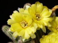 Thumbnail of 1737_Chamaecereus Hybride gelb_20180513_02-001.JPG